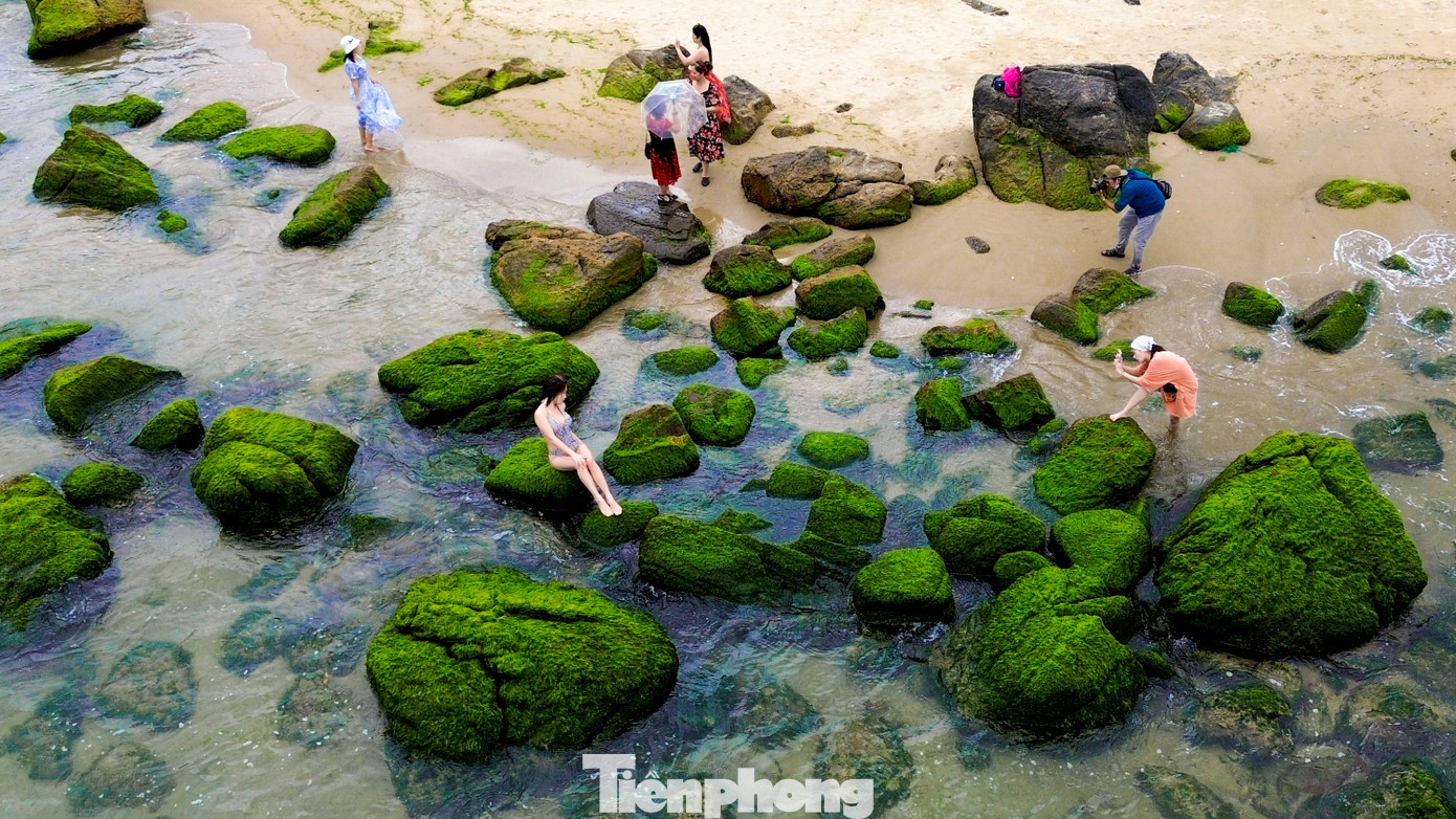 Mỗi khi thủy triều xuống, bãi rêu Nam Ô hiện lên như một bức tranh sinh động, với những viên đá nhấp nhô đầy màu sắc của rêu, tạo thành một “tấm thảm xanh” mênh mông phủ kín bờ biển.