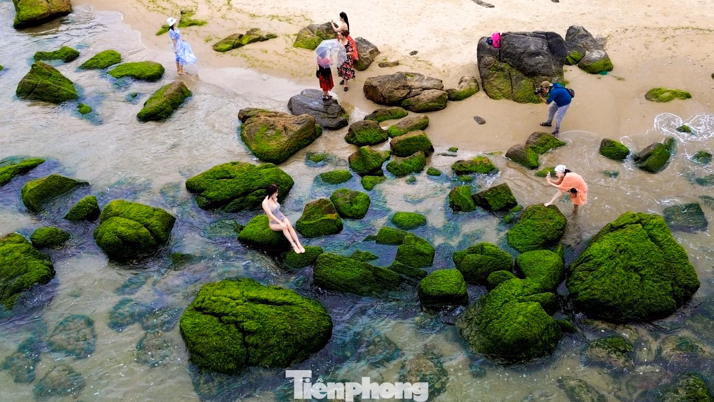 Mỗi khi thủy triều xuống, bãi rêu Nam Ô hiện lên như một bức tranh sinh động, với những viên đá nhấp nhô đầy màu sắc của rêu, tạo thành một “tấm thảm xanh” mênh mông phủ kín bờ biển.