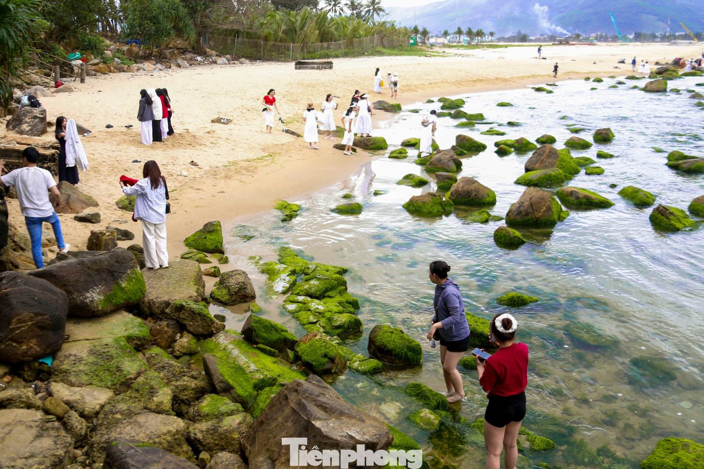 Những ngày này, hàng trăm du khách đã kéo nhau về bãi rêu Nam Ô để check-in, chụp ảnh cảnh đẹp hiếm có nơi đây.