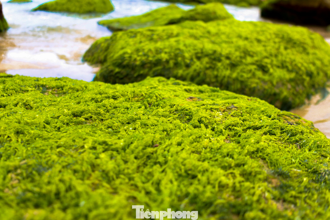 Những tảng đá phủ đầy rêu xanh càng làm tăng thêm sự huyền ảo tại đây, đặc biệt là vào những lúc bình minh hay hoàng hôn.