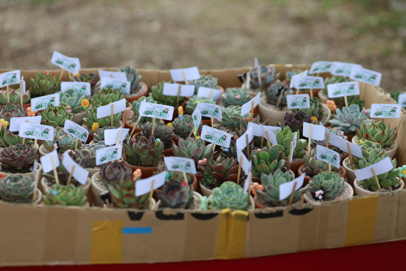 Những chậu sen đá nhỏ xinh được Ban tổ chức chuẩn bị để đổi rác của các tình nguyện viên. "Việc trao quà cây xanh không chỉ là một sự tri ân đối với các tình nguyện viên mà còn mang một thông điệp sâu sắc về bảo vệ môi trường và phát triển bền vững cho khu vực", đại diện Ban tổ chức cho biết. Những chậu sen đá nhỏ xinh được Ban tổ chức chuẩn bị để đổi rác của các tình nguyện viên. "Việc trao quà cây xanh không chỉ là một sự tri ân đối với các tình nguyện viên mà còn mang một thông điệp sâu sắc về bảo vệ môi trường và phát triển bền vững cho khu vực", đại diện Ban tổ chức cho biết.