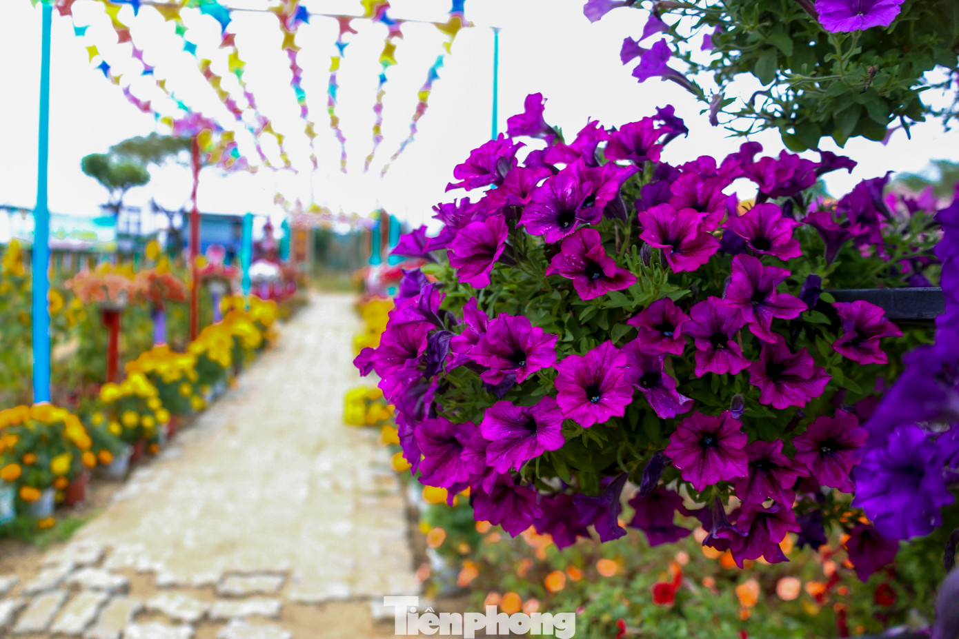 Sau hơn 1 tháng, hoa vẫn còn rực rỡ, tươi thắm.