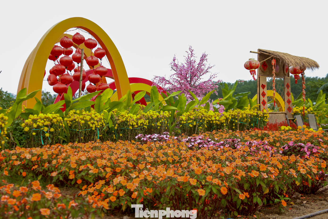 Sau hơn 1 tháng, hoa vẫn còn rực rỡ, tươi thắm.