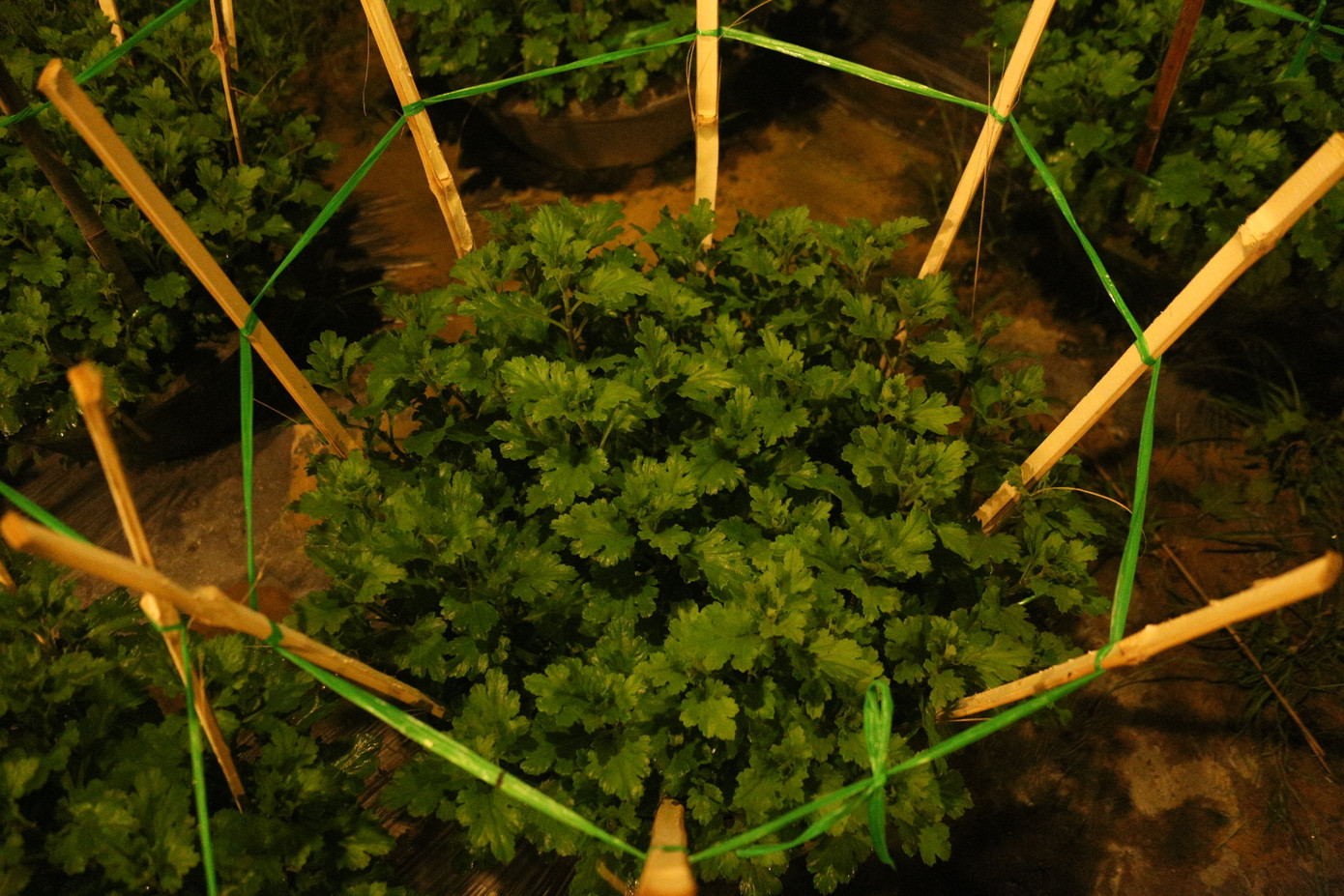 Các chủ vườn hoa tại Đà Nẵng trông chờ thời tiết trong thời gian tới thuận lợi hơn để hoa có thể nở đúng vụ, kịp bán trong dịp Tết năm nay.