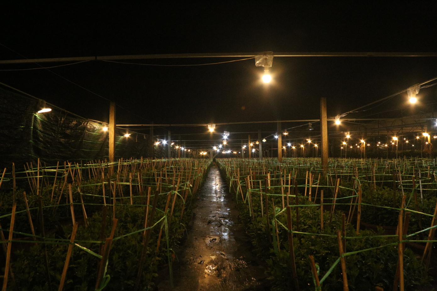 Để hoa nở đúng dịp, người dân phải chong đèn xuyên đêm, giúp cây phát triển chiều cao và ra hoa đúng dự tính.