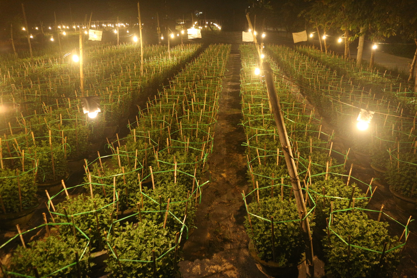 Để hoa nở đúng dịp, người dân phải chong đèn xuyên đêm, giúp cây phát triển chiều cao và ra hoa đúng dự tính.