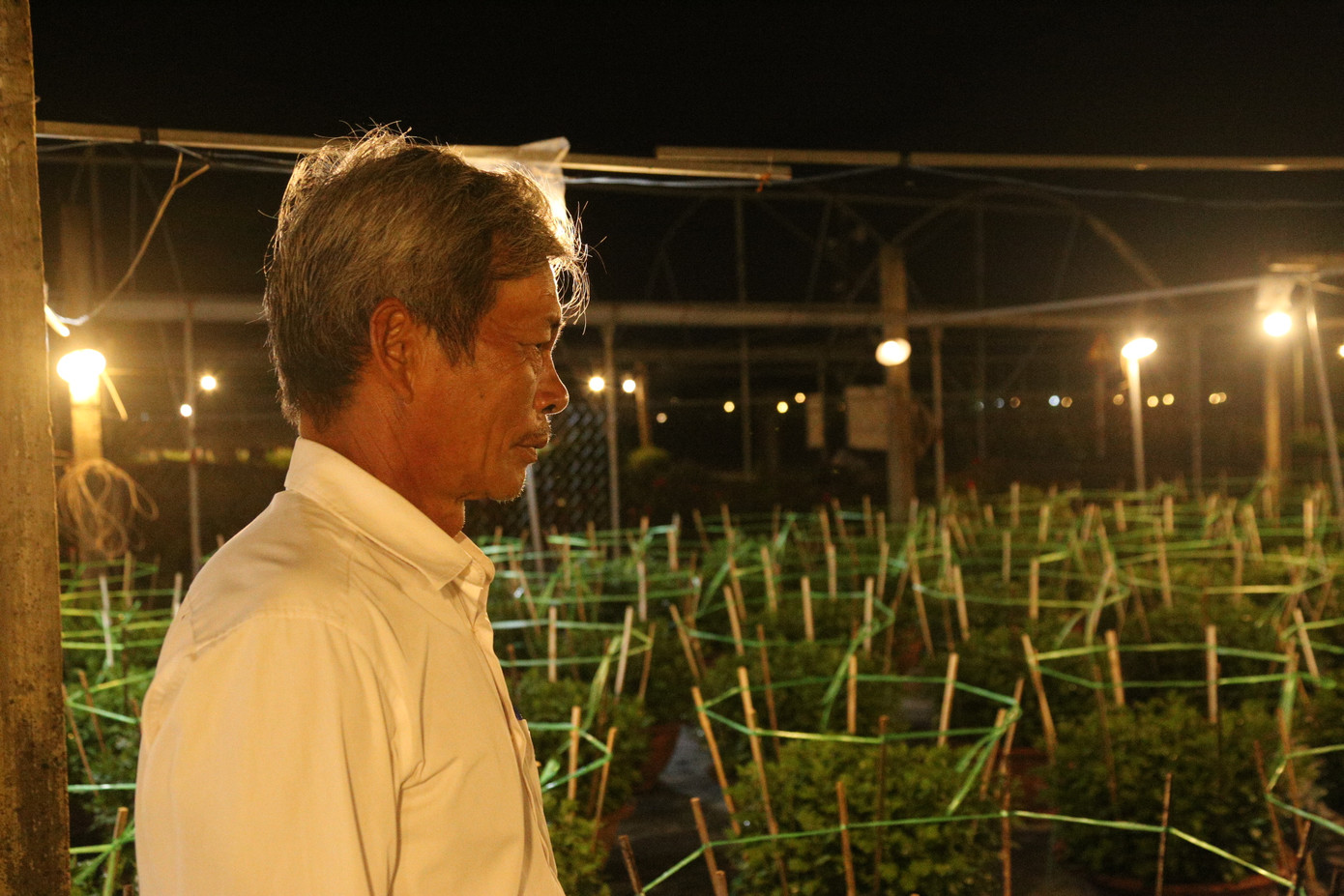 Tương tự, tại khu vườn gần 1ha của ông Đoàn Văn Trinh đã được phun thuốc, cắm cọc cố định hầu hết các chậu hoa. Ông Trinh cho biết: Thời tiết không ổn định nên hoa năm nay phát triển không bằng năm trước, phải kỳ công chăm sóc. Đã có khách tới đặt hàng nhưng ông vẫn chưa dám nhận vì thời tiết thất thường, không biết thời gian tới hoa sẽ thế nào. Tất cả vẫn chưa nói trước được.