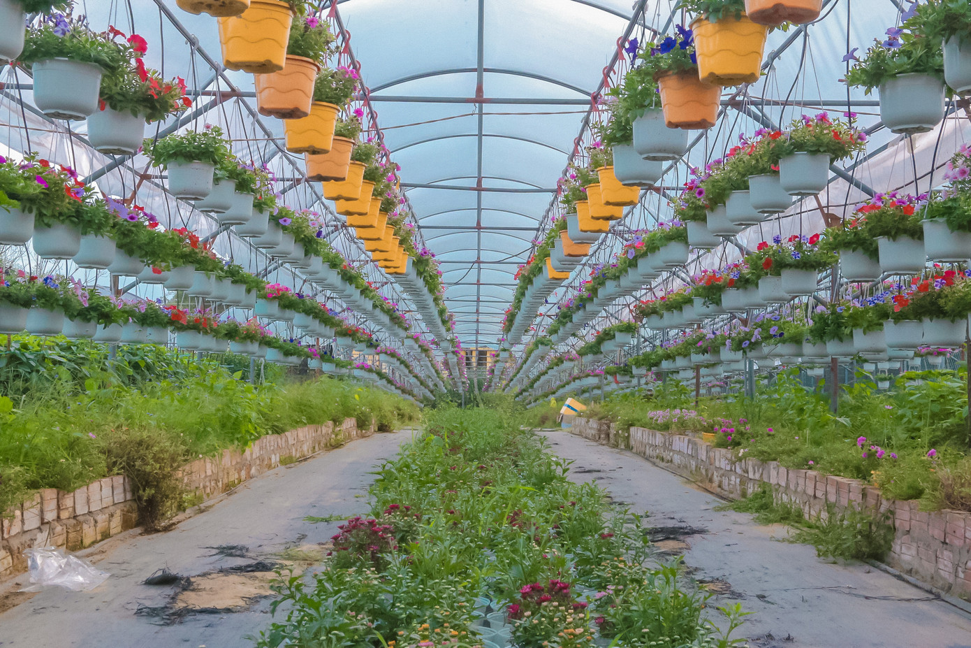 Làng hoa Dương Sơn (TP. Đà Nẵng) năm nay với đủ sắc màu của hoa cúc, hồng đỏ, dạ yến thảo, lan Nhật Bản… vào những dịp cận Tết như thế này người dân làng hoa lại nhộn nhịp, chuẩn bị thu hoạch trên vườn hoa rực rỡ sắc màu.