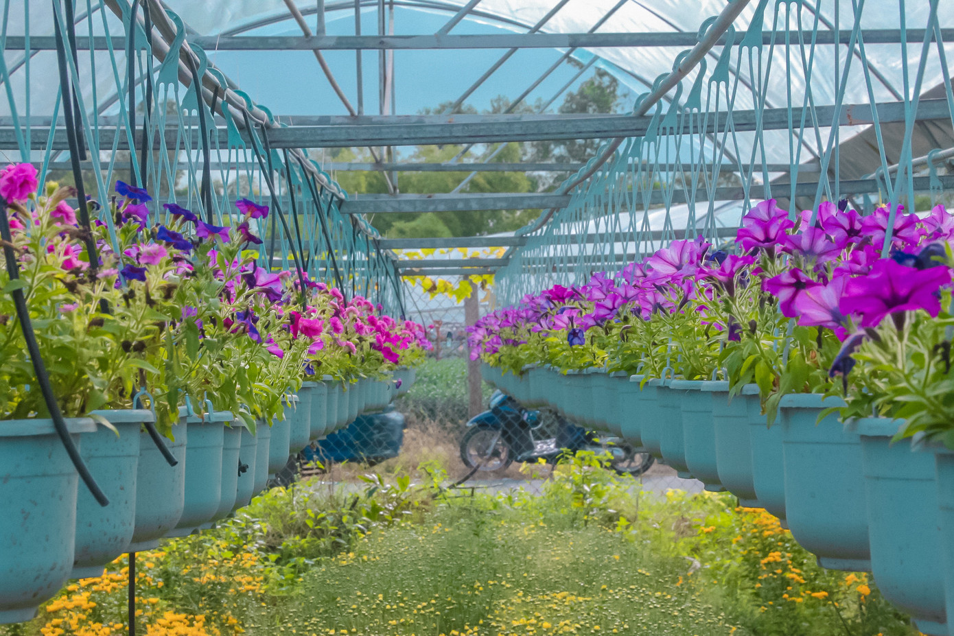 Mặc dù còn hơn 3 tuần nữa mới đến Tết nhưng nhiều loài hoa đã rực rỡ sắc màu. Nhiều người đã đến mua về trưng bày trước Tết.