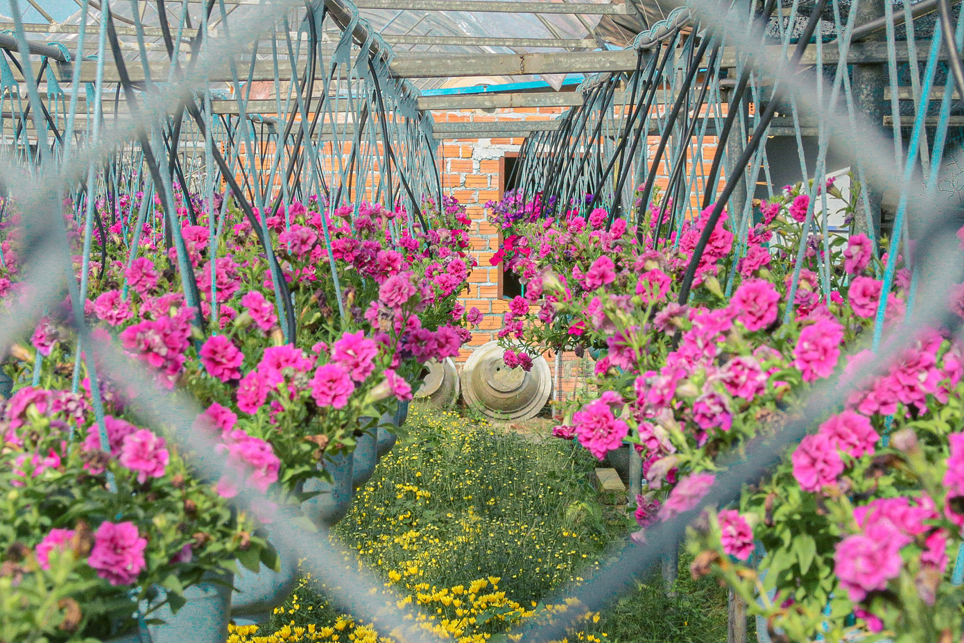 Nhiều hoa đang bắt đầu nở, khoe dáng trong ánh nắng xuân về.