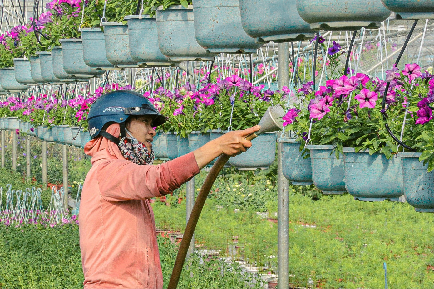 Chị Nguyễn Thị Tuyên, chủ vườn hoa cho biết: “Năm nay vườn chị có hơn 1.000 chậu hoa các loại để bán Tết. Hiện tại, hoa đã bắt đầu khoe sắc và nhiều thương lái đã đến tận vườn để chọn mua. Giá trung bình của các loại hoa, cây cảnh dao động từ 30.000 – 50.000 đồng/chậu tùy theo loại và kích cỡ”.