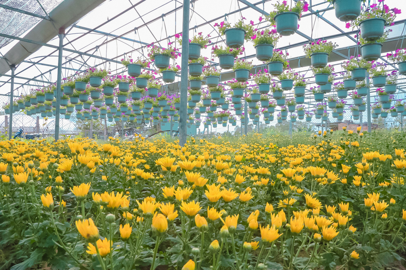 Với diện tích hơn 4ha, làng hoa Dương Sơn lớn nhất TP. Đà Nẵng, trồng rất nhiều chủng loại khác nhau. Trong đó, hoa cúc, dạ yến thảo, hồng đỏ là những loại phổ biến nhất.