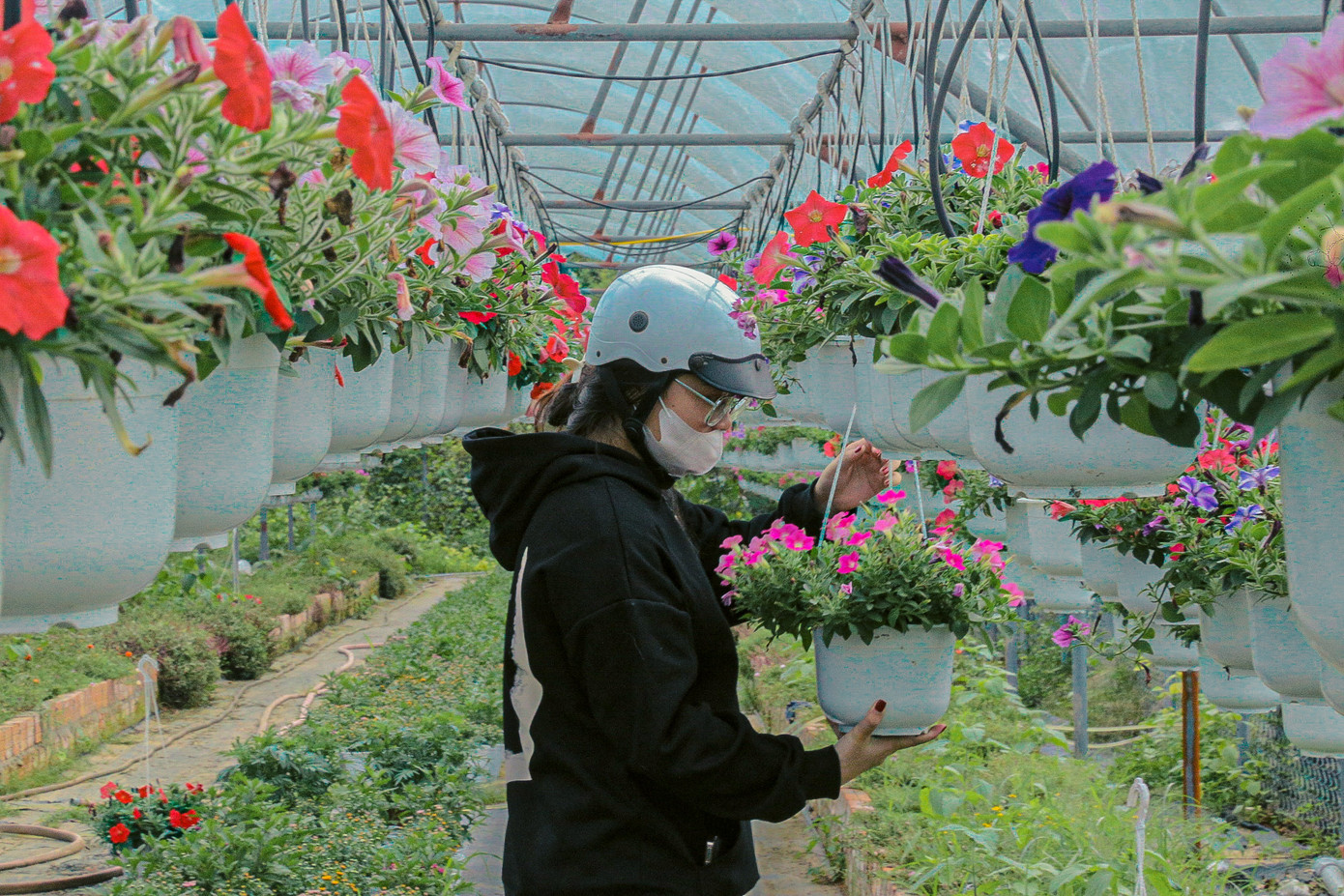 Chị Nguyễn Thị Xuân, chủ shop hoa ở Đà Nẵng đến chọn mua những chậu hoa đang khoe sắc để về bán tại shop của mình trước Tết.