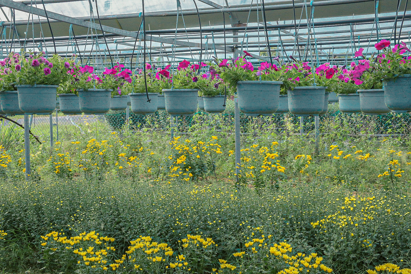 Nhiều hoa đang bắt đầu nở, khoe dáng trong ánh nắng xuân về.