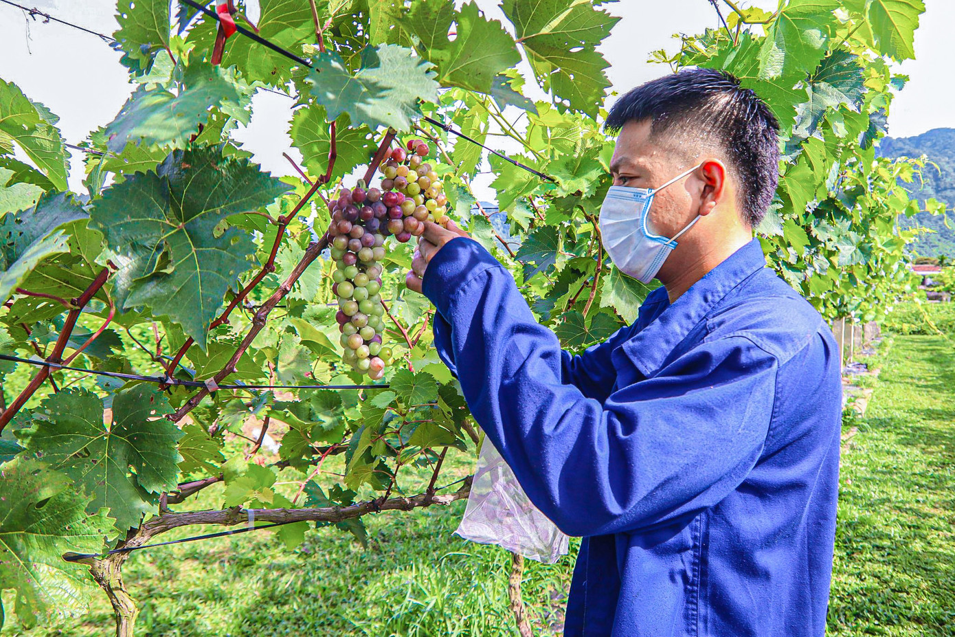 Để phục vụ khách tham quan, anh Hiền đã tìm tòi, học hỏi cách chăm sóc sao cho các cây nho trong vườn thay phiên nhau ra quả. Anh hy vọng với sự phát triển của mô hình du lịch sinh thái, Hòa Bắc sẽ là điểm đến thu hút du khách trong thời gian tới.