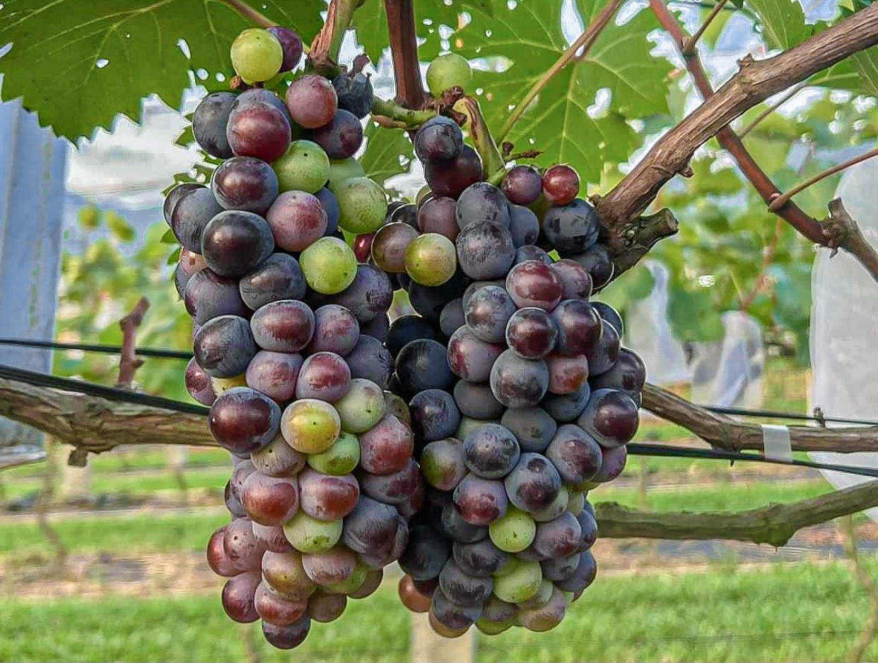 Nho sau khi thu hoạch sẽ được bán với giá 150.000/kg.