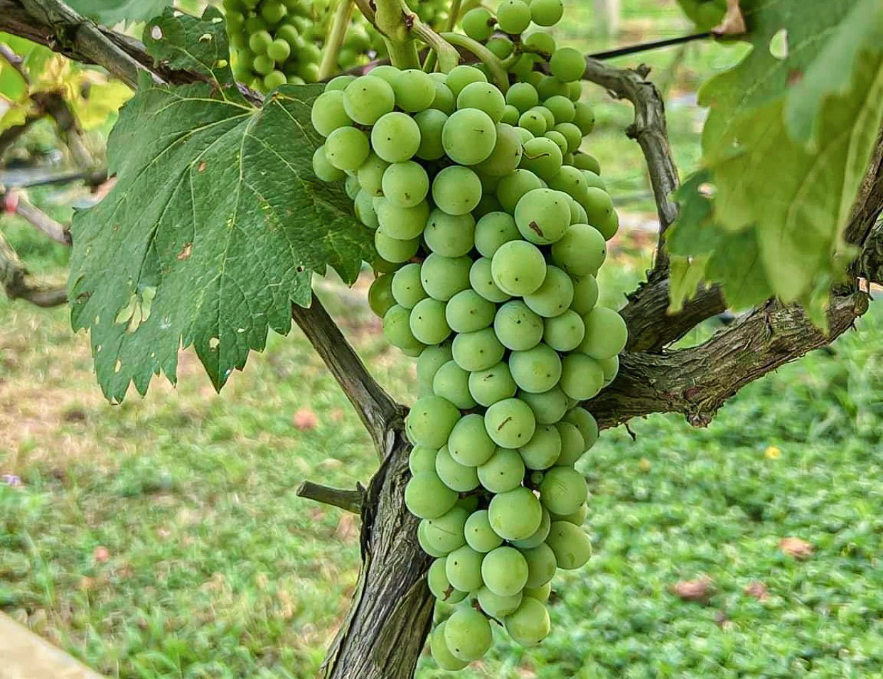 Nho sau khi thu hoạch sẽ được bán với giá 150.000/kg.