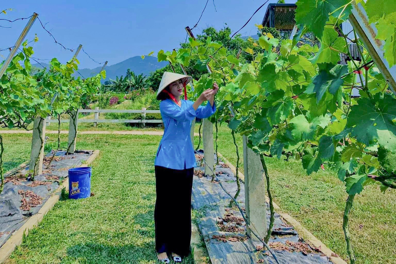 Một nhóm bạn trẻ rất thích thú khi lần đầu tiên được trải nghiệm, chụp hình và dạo quanh vườn nho trĩu trái.