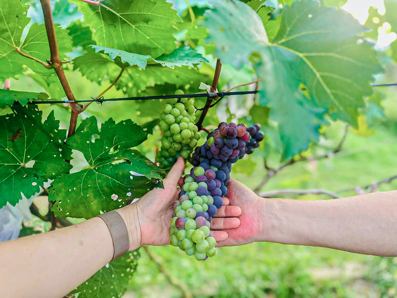 Anh Lê Quốc Hiền - chủ vườn nho thung lũng Nam Yên (xã Hòa Bắc) cho biết, sau hơn 2 năm chăm sóc, gần 1.000 gốc nho tại vườn đã bắt đầu cho ra trái và thu hoạch. “Nhờ dày công chăm sóc mà vườn nho đã cho trái rất nhiều, lượng khách đến tham quan, vui chơi cũng đông đúc hơn. Vé vào tham quan hiện tại là 50.000 đồng/người và còn nhiều dịch vụ khác, du khách có thể ở lại cắm trại, dã ngoại, ăn uống tại đây”, anh Hiền cho biết.