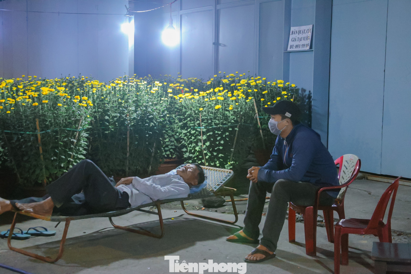 Ông Nguyễn Phong, tiểu thương bán hoa Tết trên đường Lê Đại Hành (quận Cẩm Lệ) cho biết, ông nhập hơn 100 chậu hoa từ Hội An ra Đà Nẵng bán, mấy ngày hôm nay ông chỉ mới bán được 6 cặp hoa. Dù đã hết khách nhưng ông và con trai vẫn phải ngồi canh, không dám ngủ đề phòng trộm cắp. Ông Nguyễn Phong, tiểu thương bán hoa Tết trên đường Lê Đại Hành (quận Cẩm Lệ) cho biết, ông nhập hơn 100 chậu hoa từ Hội An ra Đà Nẵng bán, mấy ngày hôm nay ông chỉ mới bán được 6 cặp hoa. Dù đã hết khách nhưng ông và con trai vẫn phải ngồi canh, không dám ngủ đề phòng trộm cắp.