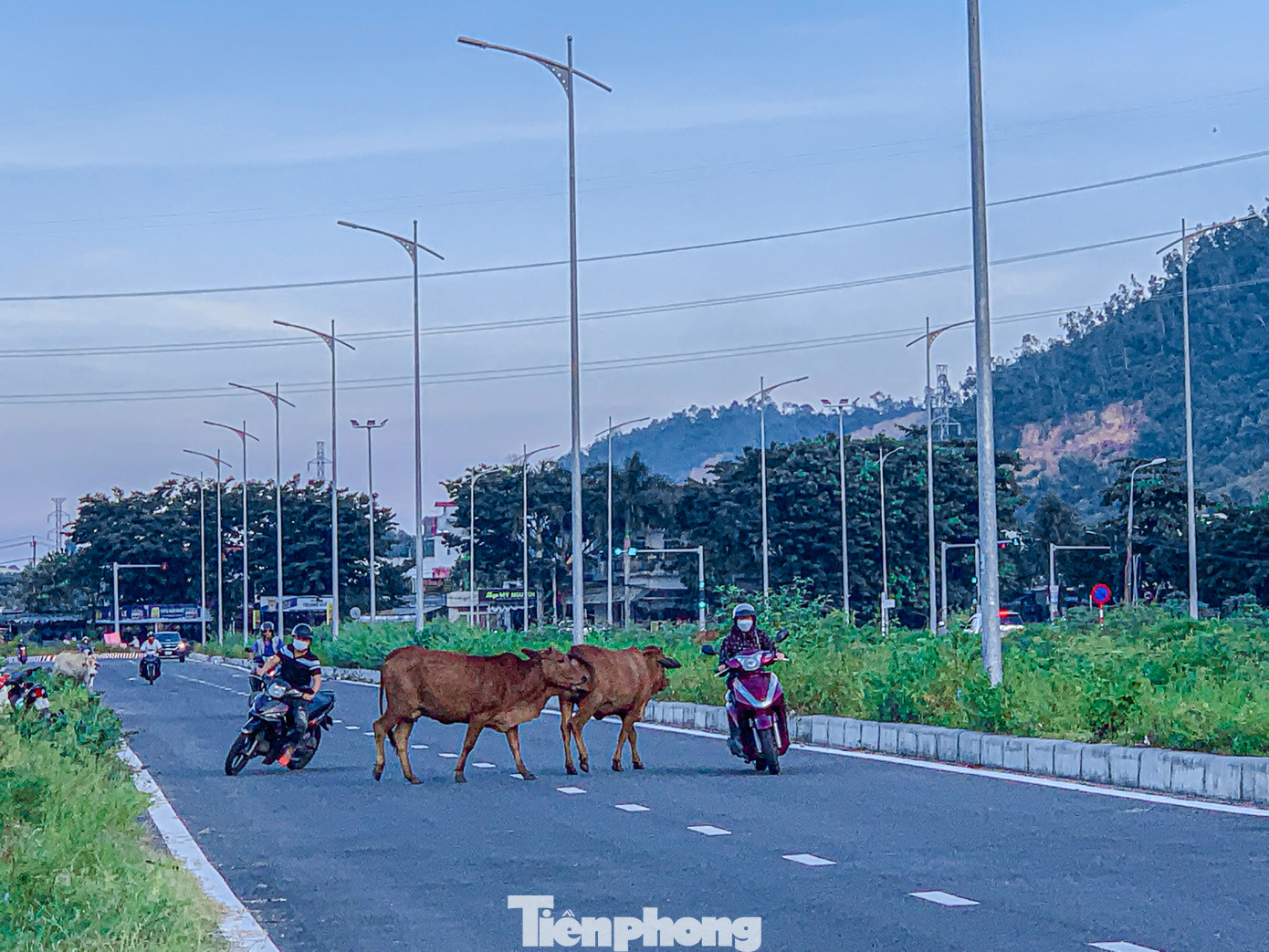 Nạn bò thả rông đã diễn ra nhiều năm nay, nhiều đàn bò lên tới vài chục con đi lại nghênh ngang trên đường. Không ít vụ tai nạn thương tâm đã xảy ra khi người đi đường không kịp tránh những đàn bò này.