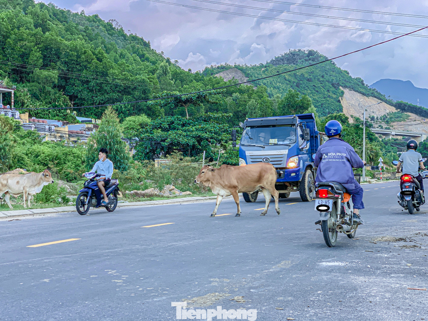 Theo người dân địa phương, đàn bò thả rông không có người canh giữ khiến chúng phóng uế bừa bãi trên các tuyến đường, trong khu dân cư gây mất mỹ quan đô thị. Đặc biệt, việc thả bò tiềm ẩn nguy cơ gây tai nạn cho người tham gia giao thông.