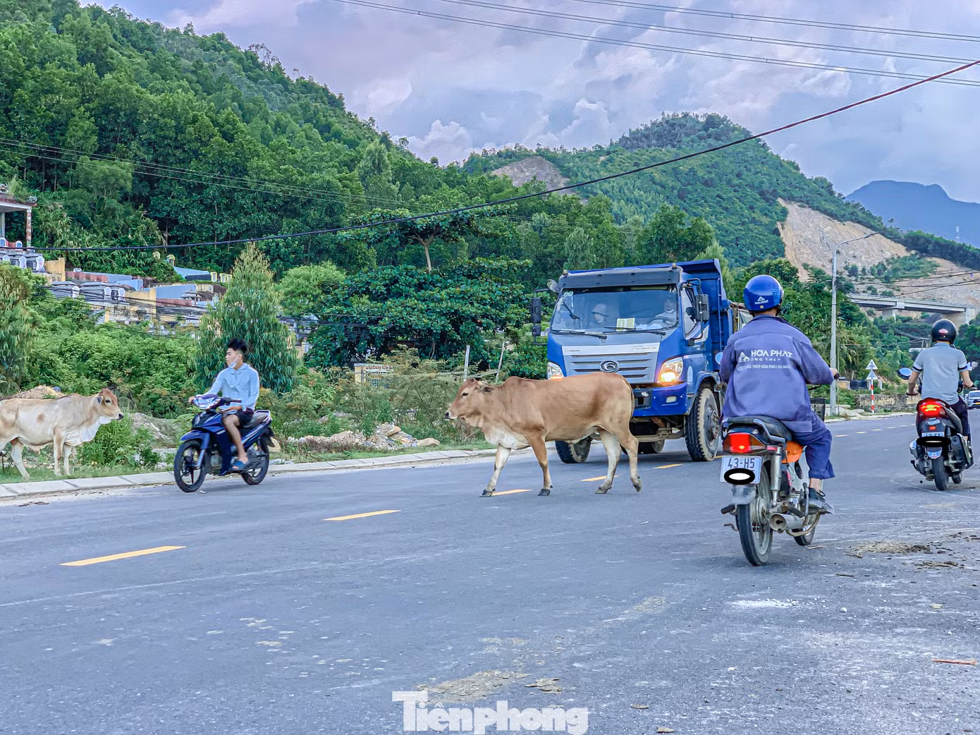 Theo người dân địa phương, đàn bò thả rông không có người canh giữ khiến chúng phóng uế bừa bãi trên các tuyến đường, trong khu dân cư gây mất mỹ quan đô thị. Đặc biệt, việc thả bò tiềm ẩn nguy cơ gây tai nạn cho người tham gia giao thông.