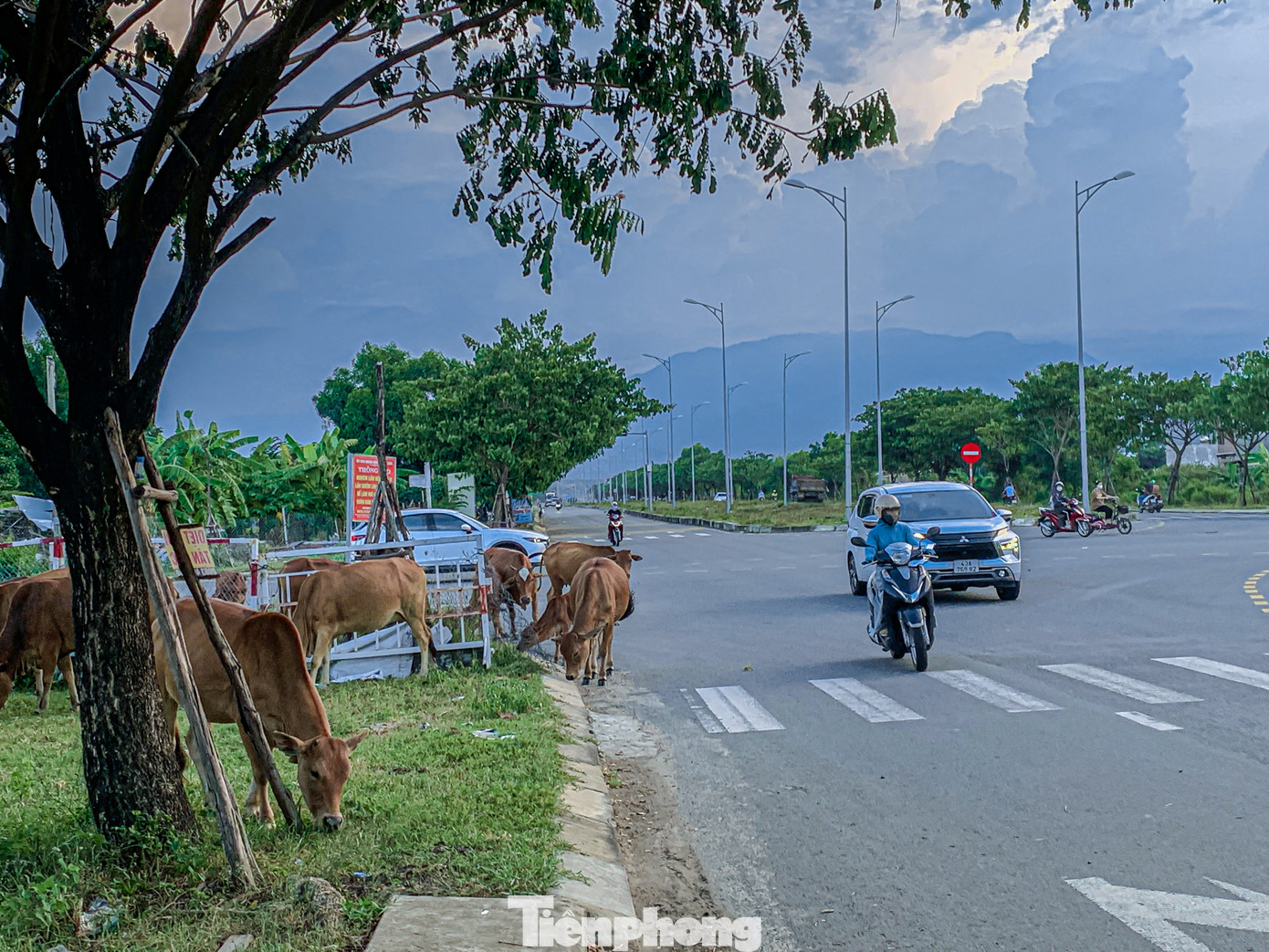 Bò thả rông thoải mái qua lại các tuyến đường.