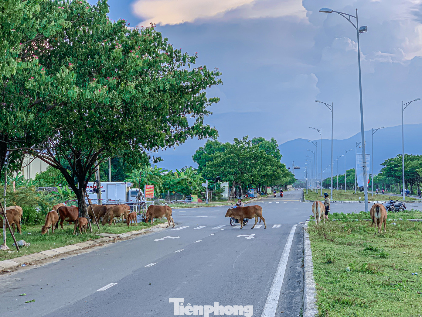 “Quận đã có văn bản chỉ đạo phường Hòa Khánh Bắc và các phường, tập trung đi đến từng hộ dân ký cam kết không để xảy ra tình trạng này nữa, kiên quyết xử lý đúng quy định và cam kết nếu có thiệt hại về tài sản thì chủ hộ chịu trách nhiệm. Trong thời gian tới, quận sẽ tăng cường, xử lý dứt điểm trường hợp gia súc thả rông này để đảm bảo an toàn giao thông cũng như đảm bảo vệ sinh môi trường”, ông Lộc cho biết.