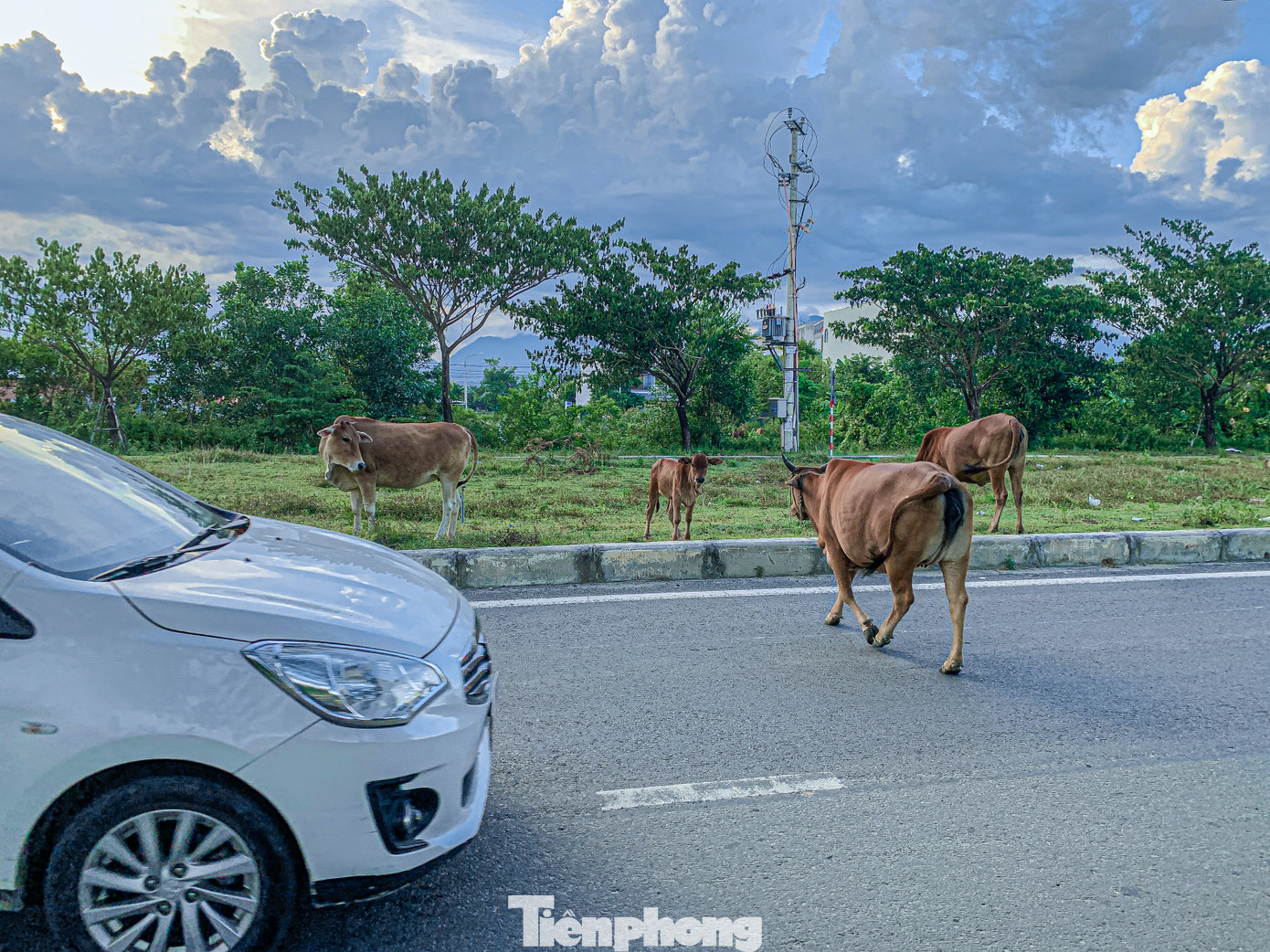 Bò thả rông thoải mái qua lại các tuyến đường.