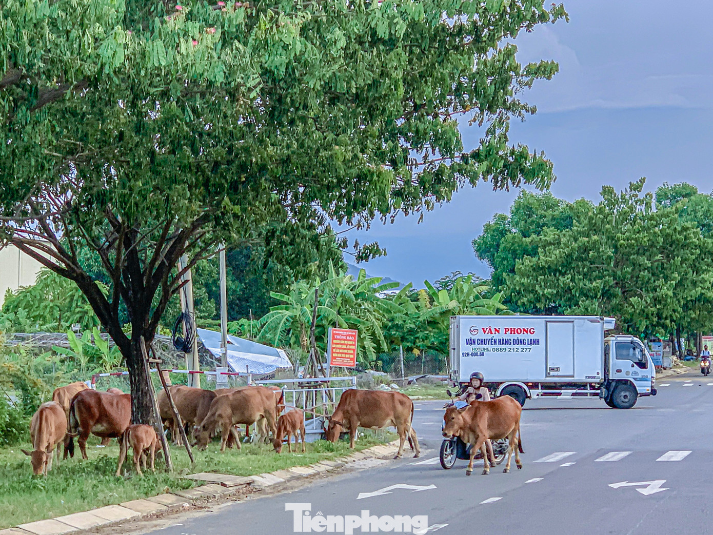 Ghi nhận của phóng viên, tình trạng bò thả rông thường xuyên xuất hiện trên các tuyến đường như đường Mê Linh, Nguyễn Tất Thành nối dài, đường số 11B khu công nghiệp mở rộng, đường số 4… đang gây ra nhiều nguy hiểm cho người tham gia giao thông nhưng vẫn chưa được xử lý triệt để.