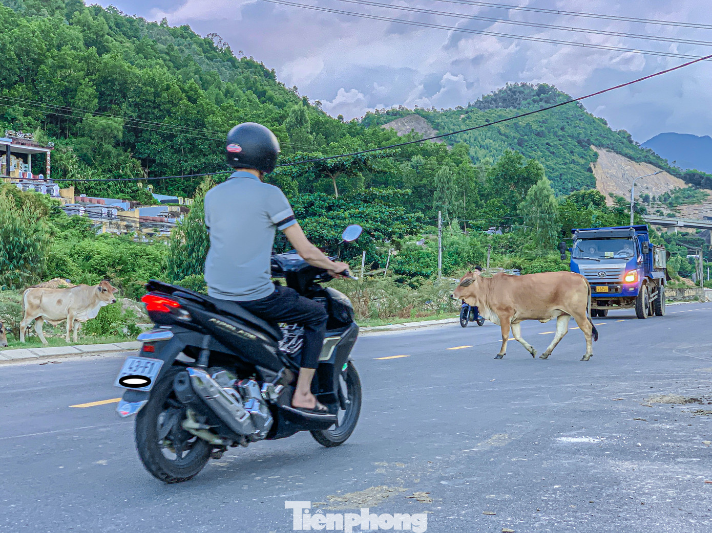Nạn bò thả rông đã diễn ra nhiều năm nay, nhiều đàn bò lên tới vài chục con đi lại nghênh ngang trên đường. Không ít vụ tai nạn thương tâm đã xảy ra khi người đi đường không kịp tránh những đàn bò này.