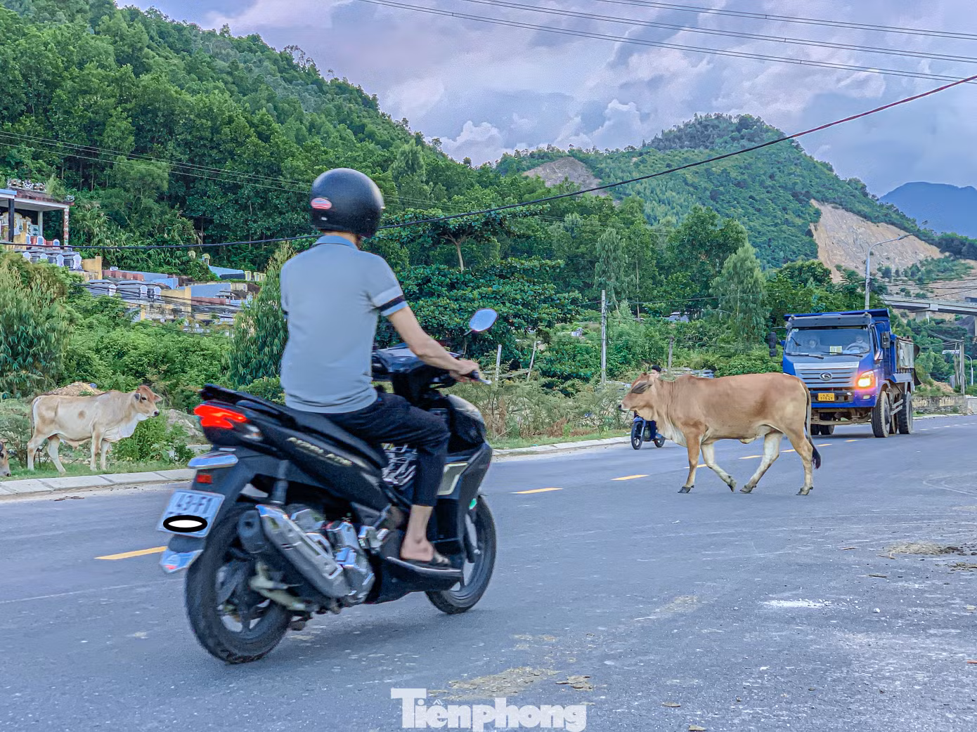 Nạn bò thả rông đã diễn ra nhiều năm nay, nhiều đàn bò lên tới vài chục con đi lại nghênh ngang trên đường. Không ít vụ tai nạn thương tâm đã xảy ra khi người đi đường không kịp tránh những đàn bò này.