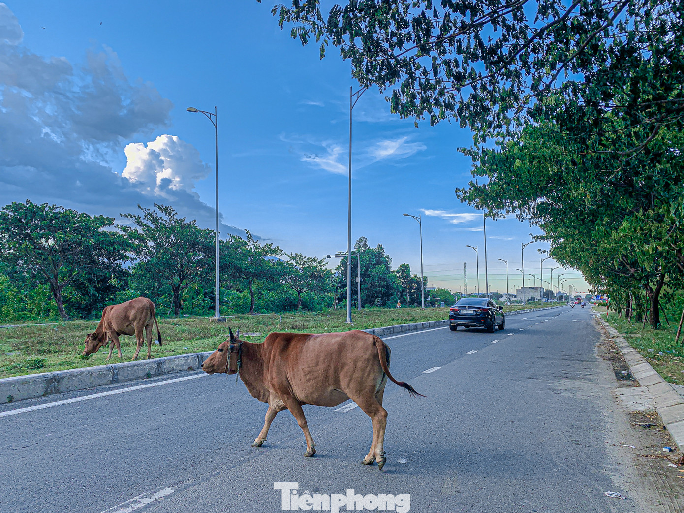 Ông Lê Văn Lộc, Trưởng phòng Tài chính - Kế hoạch, UBND quận Liên Chiểu cho biết, thời gian qua, tình trạng gia súc thả rông đã giảm nhưng vẫn còn một số trường hợp vẫn để gia súc, vật nuôi xuất hiện trên các tuyến đường đô thị, đặc biệt là trong khu công nghiệp ở các đoạn đường Mê Linh, đường số 4, đường 11B khu công nghiệp mở rộng.