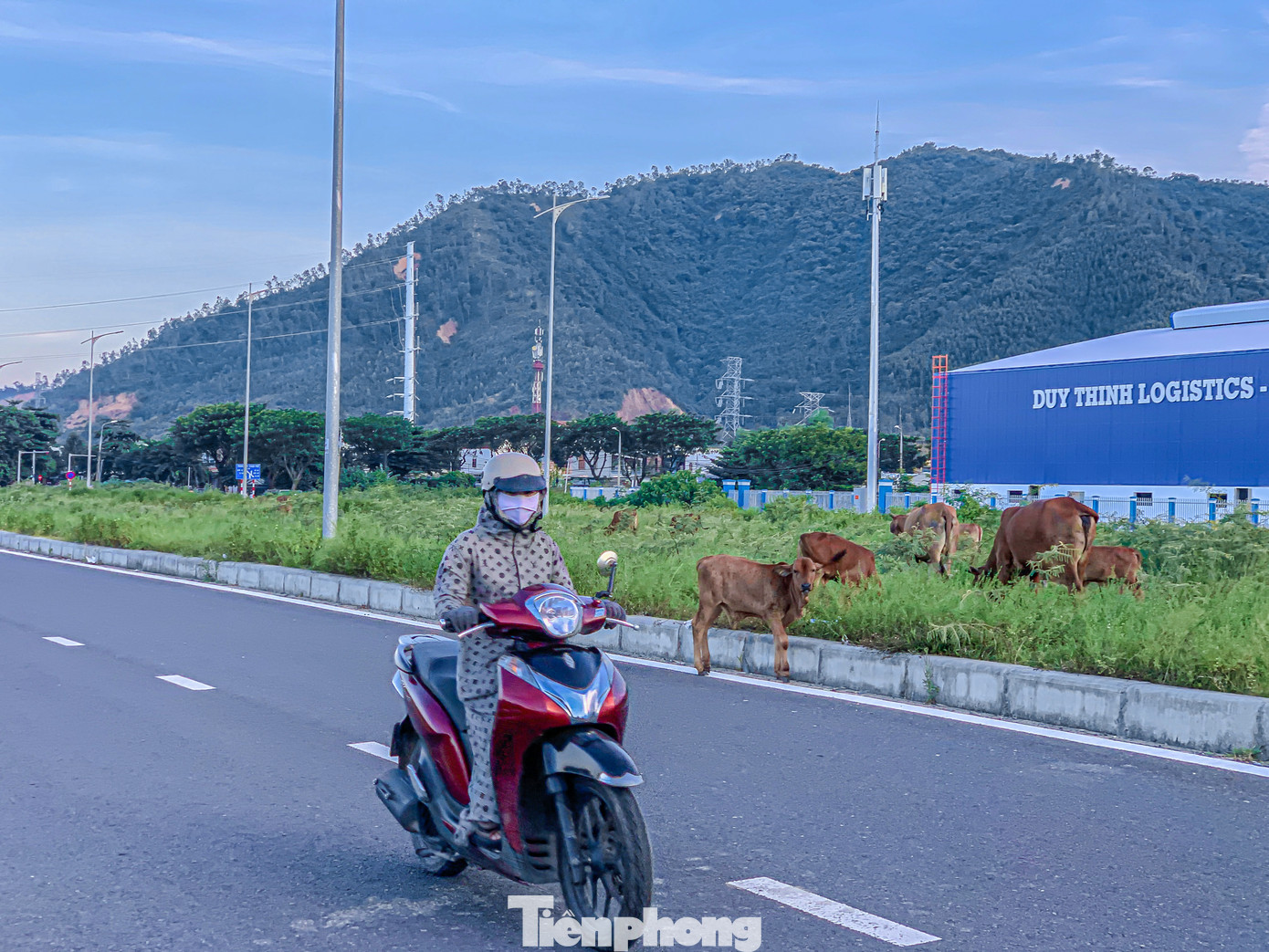 Chị Nguyễn Khánh Ngân (công nhân làm việc tại KCN Hòa Khánh) cho biết, bò thả rông chạy nghênh ngang băng qua các con đường đông người qua lại, nhiều người chạy xe phải phanh gấp, đánh lái để tránh va chạm. “Mỗi lần tan ca tôi đều bắt gặp bò đi nghênh ngang hoặc nằm giữa đường rất nhiều. Nhiều lần tôi suýt té ngã vì tránh những con bò này, chúng tuôn ra đường bất ngờ làm mình không trở tay kịp”, chị Ngân nói.