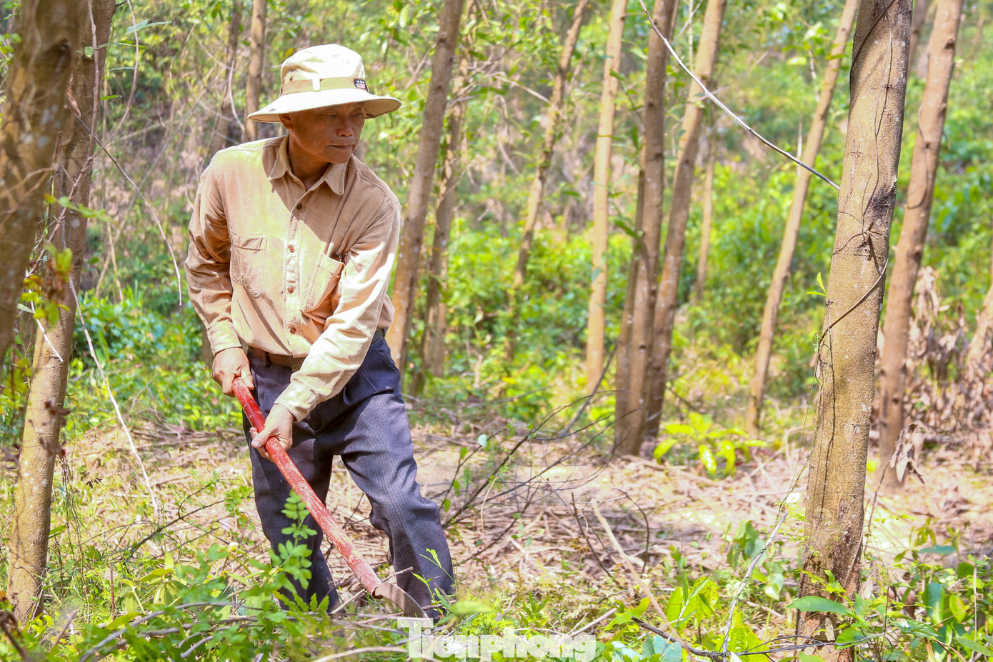 Người dân thường xuyên dọn thực bì và làm đường băng cản lửa để phòng ngừa cháy lan.