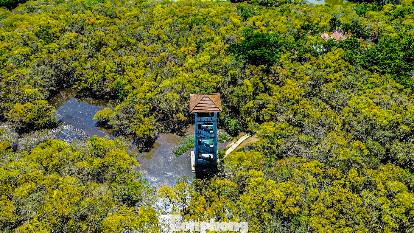 Không chỉ nổi bật với cái tên vô cùng đặc biệt, rừng Rú Chá ở Huế còn sở hữu một vẻ đẹp hoang sơ, bí ẩn làm say đắm lòng người.