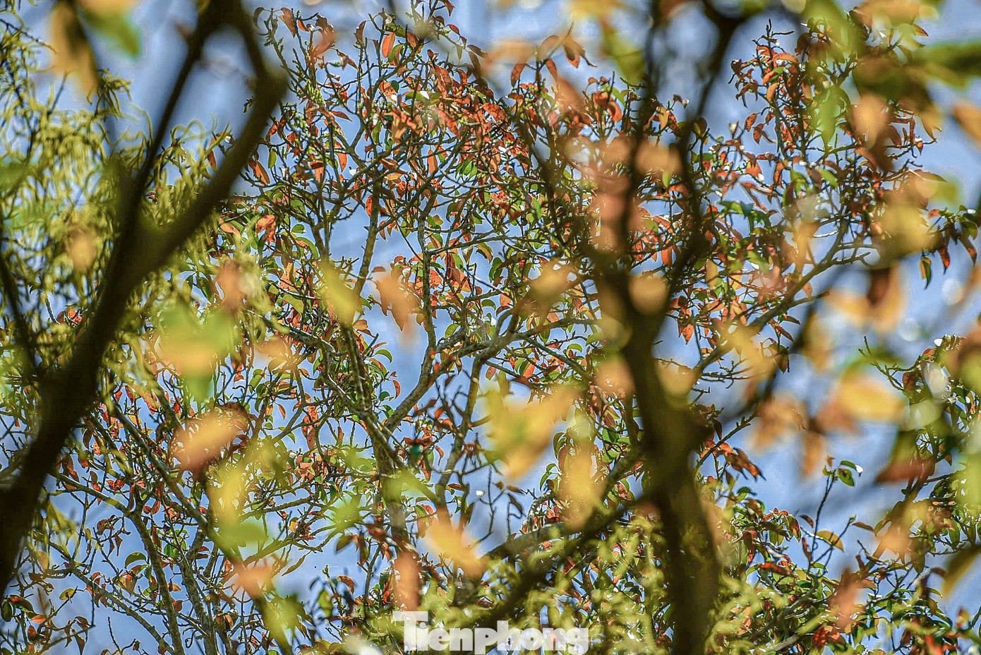 Những ngày này, những tán cây Chá đang chuyển sang sắc vàng và đỏ để thay lá.