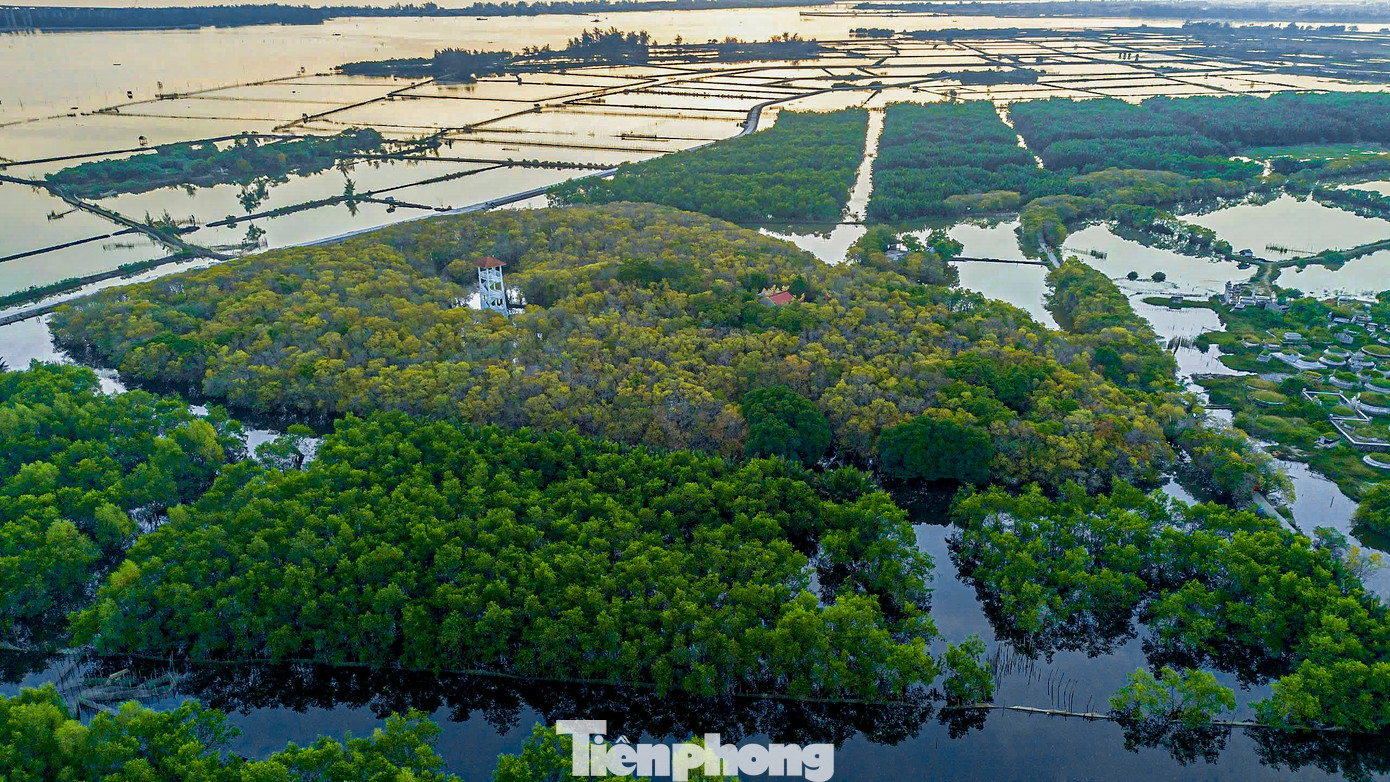 Với tổng diện tích khoảng 5 ha, Rú Chá là khu rừng ngập mặn duy nhất còn tồn tại trên hệ đầm phá Tam Giang, hệ đầm phá lớn nhất tại khu vực Đông Nam Á.