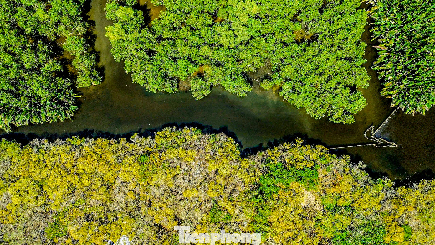 Không chỉ nổi bật với cái tên vô cùng đặc biệt, rừng Rú Chá ở Huế còn sở hữu một vẻ đẹp hoang sơ, bí ẩn làm say đắm lòng người.