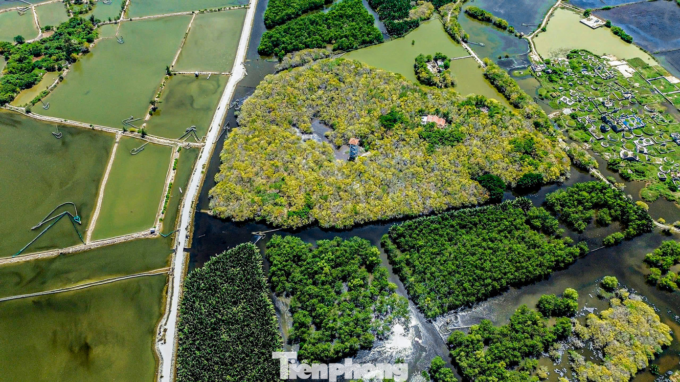 Nằm cách trung tâm thành phố Huế khoảng 15km, rừng ngập mặn Rú Chá (thôn Thuận Hòa, xã Hương Phong) những ngày này đang trổ bông, thay lá tạo nên một bức tranh đầy huyền ảo, thơ mộng.