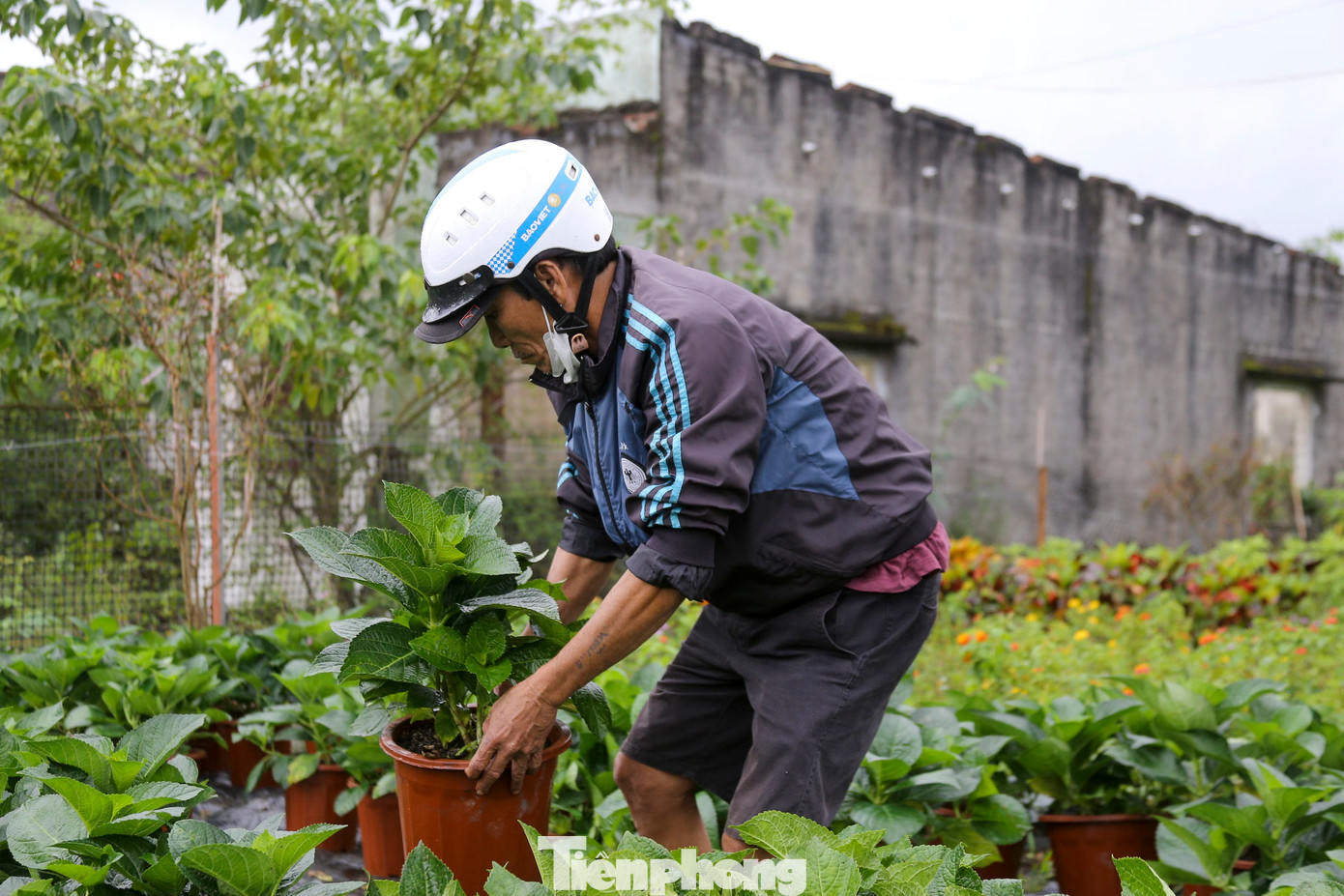 Ông Huỳnh Tịnh - nông dân trồng hoa tại xã Hòa Liên cho biết: “Chúng tôi đã đầu tư cả năm trời vào vụ hoa Tết, nhưng thời tiết thay đổi như thế này làm cây hoa rất khó chăm sóc. Nếu không khắc phục kịp thời, nguy cơ mất trắng vụ hoa là rất lớn.” Ông Huỳnh Tịnh - nông dân trồng hoa tại xã Hòa Liên cho biết: “Chúng tôi đã đầu tư cả năm trời vào vụ hoa Tết, nhưng thời tiết thay đổi như thế này làm cây hoa rất khó chăm sóc. Nếu không khắc phục kịp thời, nguy cơ mất trắng vụ hoa là rất lớn.”