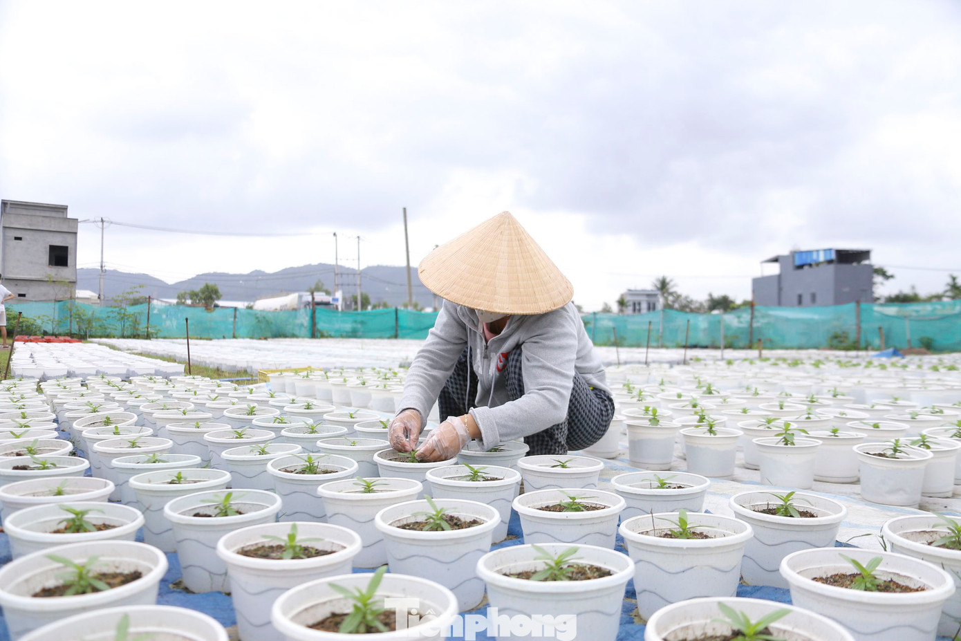 Nhiều chủ vườn ngắt ngọn hoa, bón phân, cho cây vào chậu để chăm sóc, với hy vọng cây phát triển đúng dự kiến. Nhiều chủ vườn ngắt ngọn hoa, bón phân, cho cây vào chậu để chăm sóc, với hy vọng cây phát triển đúng dự kiến.