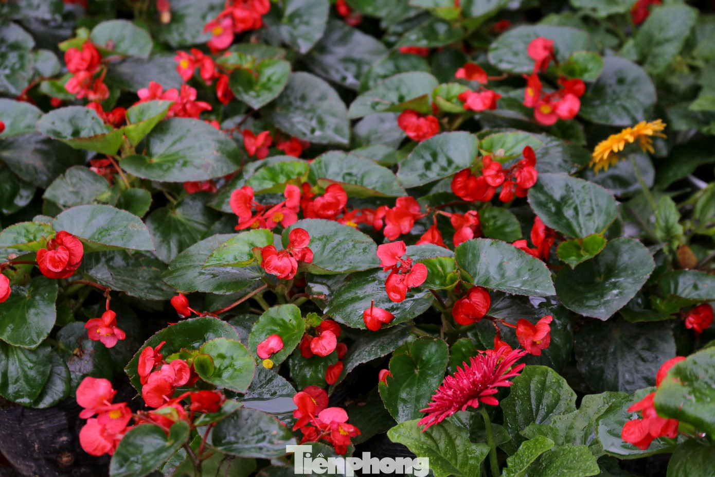 Nhiều loại hoa như dạ yến thảo, dạ thảo, hoa đồng tiền hay hoa hải đường đã nở sớm. Nhiều loại hoa như dạ yến thảo, dạ thảo, hoa đồng tiền hay hoa hải đường đã nở sớm.