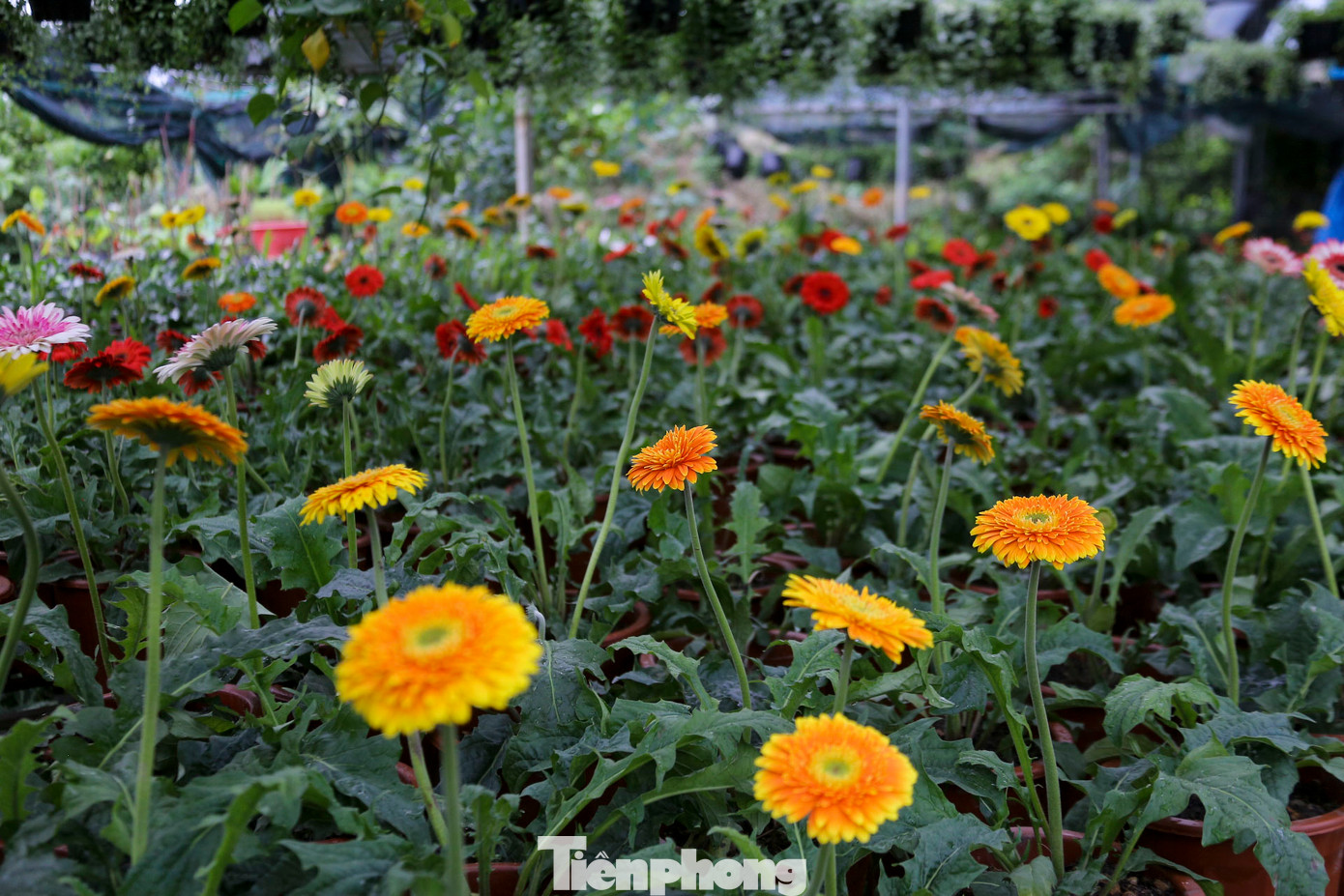 Nhiều loại hoa như dạ yến thảo, dạ thảo, hoa đồng tiền hay hoa hải đường đã nở sớm. Nhiều loại hoa như dạ yến thảo, dạ thảo, hoa đồng tiền hay hoa hải đường đã nở sớm.