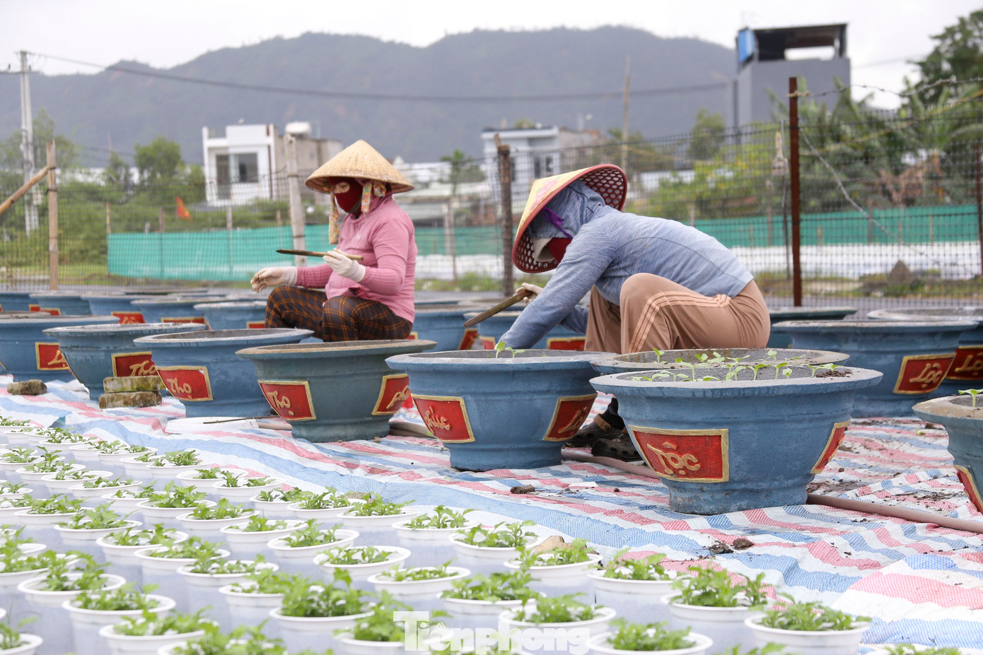 Nhiều chủ vườn ngắt ngọn hoa, bón phân, cho cây vào chậu để chăm sóc, với hy vọng cây phát triển đúng dự kiến. Nhiều chủ vườn ngắt ngọn hoa, bón phân, cho cây vào chậu để chăm sóc, với hy vọng cây phát triển đúng dự kiến.