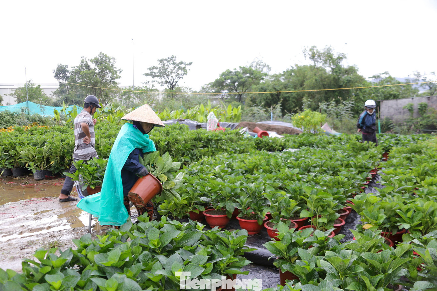 Với những người trồng hoa, mỗi vụ hoa Tết luôn mang đến nhiều kỳ vọng bởi giá trị cao, thị trường tiêu thụ lớn. Tuy nhiên năm nay, thời tiết thất thường đang khiến người trồng hoa gặp rất nhiều khó khăn. Với những người trồng hoa, mỗi vụ hoa Tết luôn mang đến nhiều kỳ vọng bởi giá trị cao, thị trường tiêu thụ lớn. Tuy nhiên năm nay, thời tiết thất thường đang khiến người trồng hoa gặp rất nhiều khó khăn.