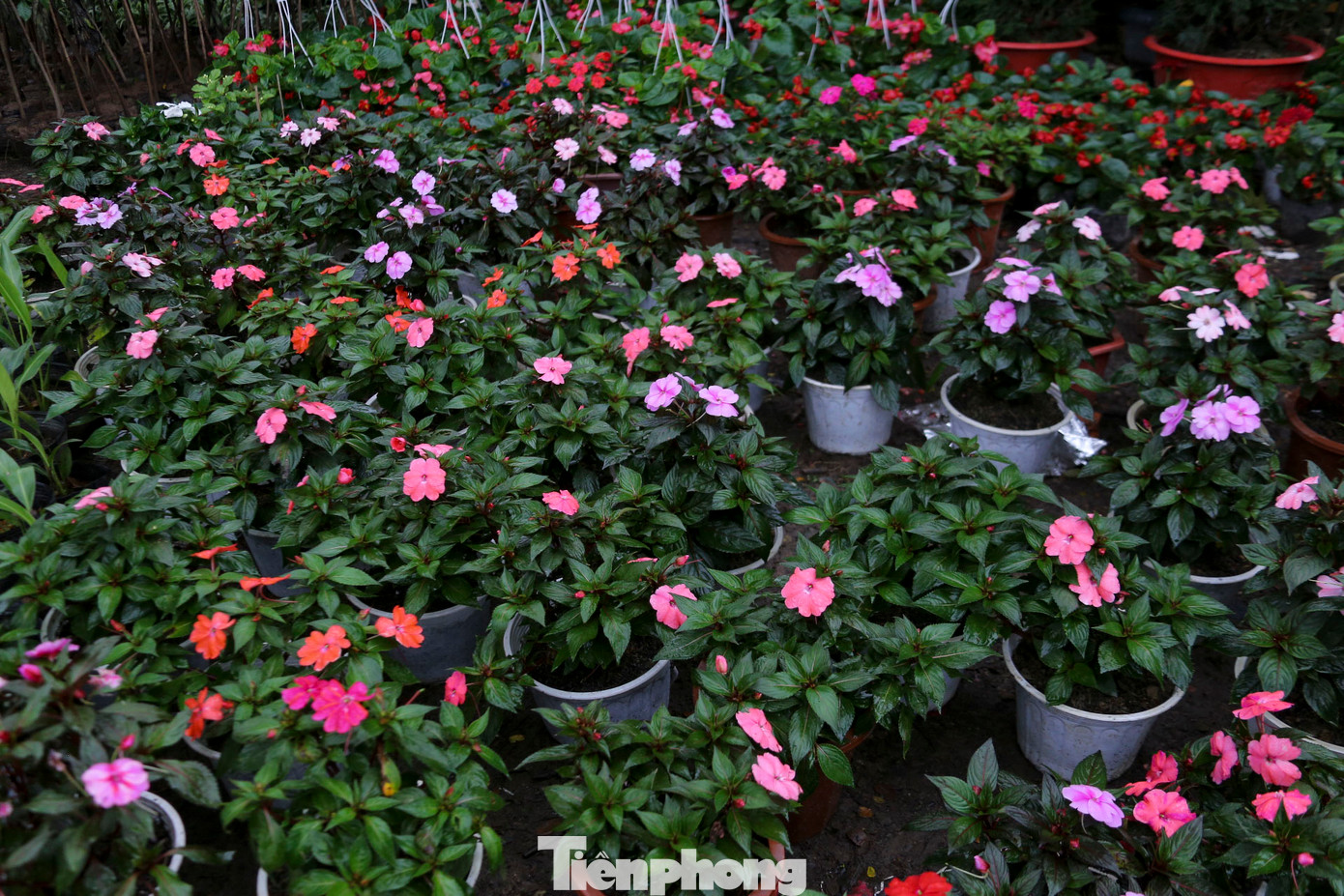 Nhiều loại hoa như dạ yến thảo, dạ thảo, hoa đồng tiền hay hoa hải đường đã nở sớm. Nhiều loại hoa như dạ yến thảo, dạ thảo, hoa đồng tiền hay hoa hải đường đã nở sớm.