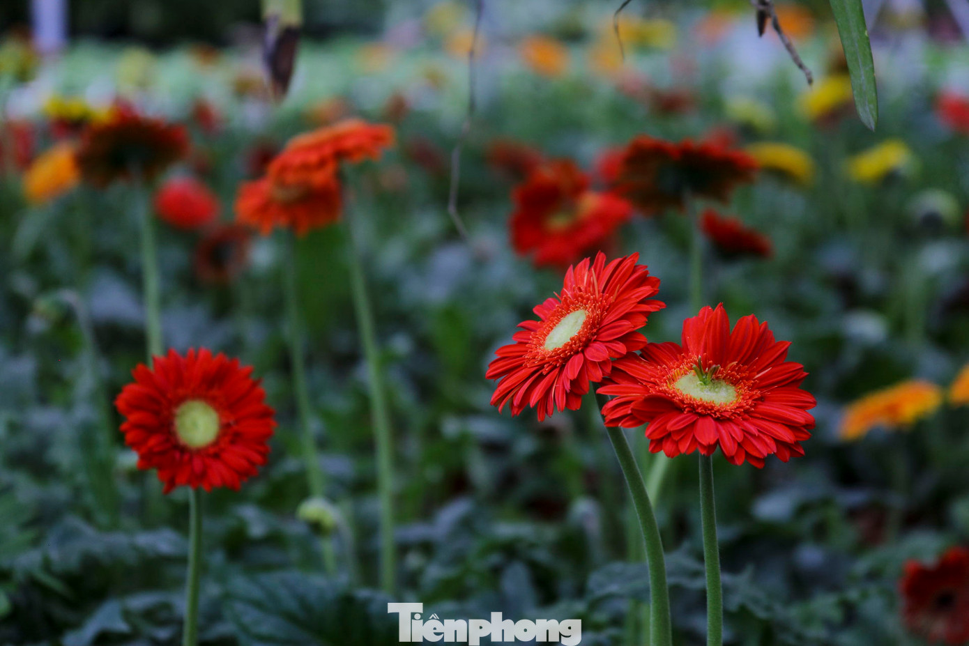 Nhiều loại hoa như dạ yến thảo, dạ thảo, hoa đồng tiền hay hoa hải đường đã nở sớm. Nhiều loại hoa như dạ yến thảo, dạ thảo, hoa đồng tiền hay hoa hải đường đã nở sớm.