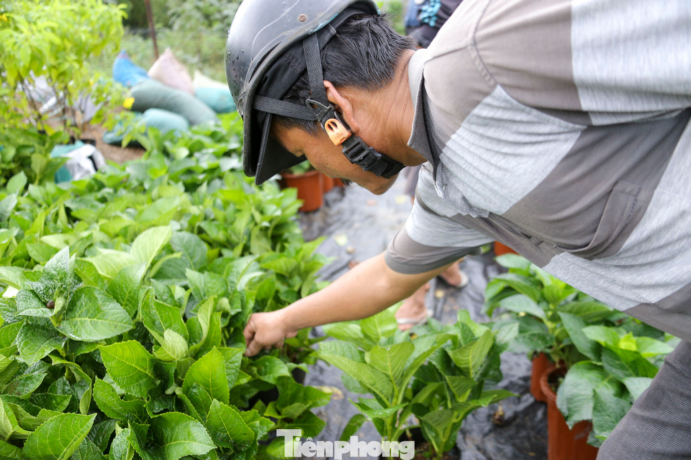 Thời tiết thay đổi thất thường khiến việc chăm sóc trở nên rất khó khăn. Nhiều loại hoa đã nở sớm hơn dự kiến khiến chủ vườn phải tìm cách thay đổi môi trường để hoa nở đúng dịp phục vụ Tết Nguyên đán. Thời tiết thay đổi thất thường khiến việc chăm sóc trở nên rất khó khăn. Nhiều loại hoa đã nở sớm hơn dự kiến khiến chủ vườn phải tìm cách thay đổi môi trường để hoa nở đúng dịp phục vụ Tết Nguyên đán.